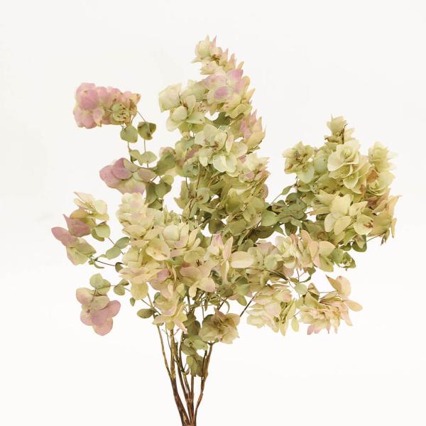 【商品サイズ】全長約30~40cm約10g(10_dras)( allp5 )( dryflw )丸みのあるわいらしい葉が特徴の国産オレガノケントビューティです。ところどころピンクに色づいた自然なグラデーションが綺麗です。( natrgr ...