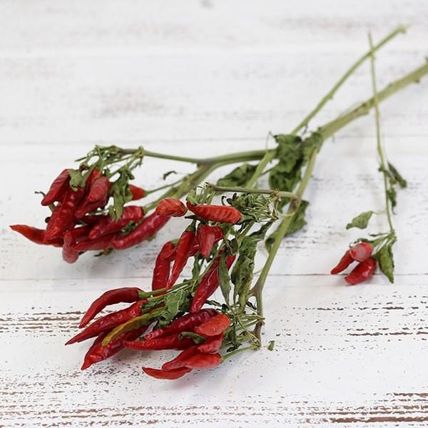 ドライフラワー 花材 即日出荷 Coretrading タカノツメ ナチュラル トウガラシ とうがらし 唐辛子 ドライフラワー スワッグ 花束 Cor 造花ドライフラワー専門問屋花びし 通販 Yahoo ショッピング