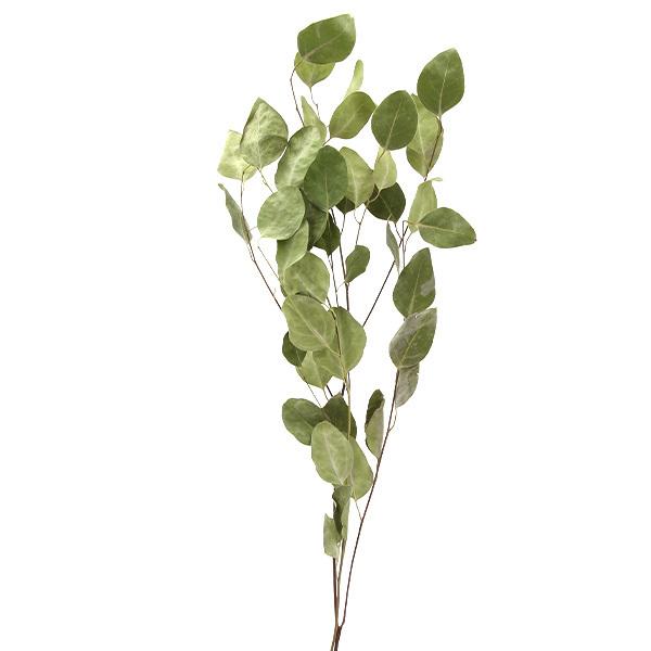 【商品仕様】全長約55~60cm約15g( allp5 )(10_dras)大き目の丸葉が可愛らしく大人気なユーカリの一種・ポプルスのドライグリーンです。どんな花材にも合わせやすくスワッグにオススメです!( natrgr )( grleaf...