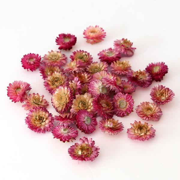 【商品仕様】全長 約3~4cm径1袋約25g・約40個入国産( 10_dras )( allp5 )パッとひらいた花が華やかでサシェやコサージュや髪飾り、リースなど様々なハンドメイドの花材として大人気のドライフラワーです。ブルーミングは開花...