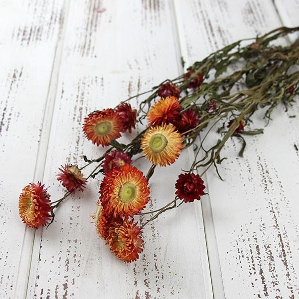 ドライフラワー 即日出荷 Coretrading ヘリクリサム ナチュラルステム ナチュラルサーモン Cor 造花ドライフラワー専門問屋花びし 通販 Yahoo ショッピング