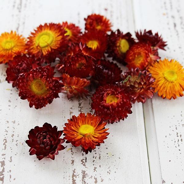 ドライフラワー 即日出荷 Coretrading ヘリクリサム ヘッド ナチュラルレッド Cor 造花ドライフラワー専門問屋花びし 通販 Yahoo ショッピング