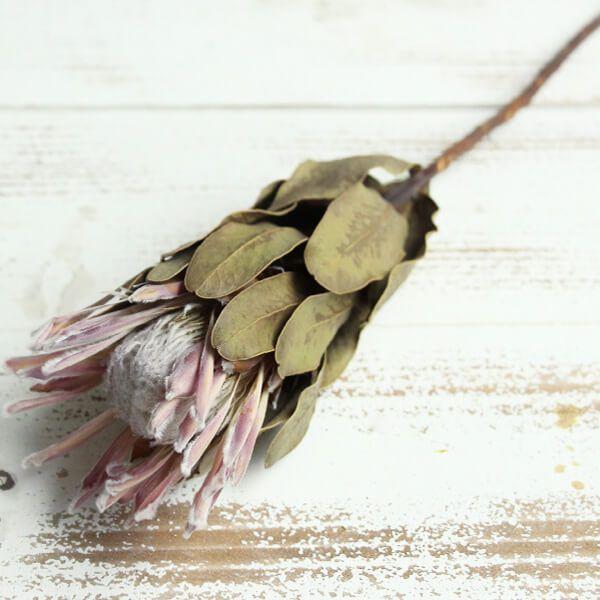 ドライフラワー 即日出荷 Coretrading プロテア カーニバル ナチュラル Cor 造花ドライフラワー専門問屋花びし 通販 Yahoo ショッピング