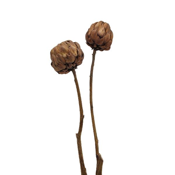 ドライフラワー 花材 即日出荷 Coretrading アーティチョーク ナチュラル 花材 スワッグ 材料 リース ブーケ ワイルドフラワー 花 Cor 造花ドライフラワー専門問屋花びし 通販 Yahoo ショッピング