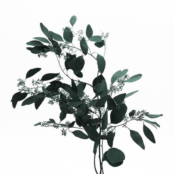 ドライフラワー 花材 即日出荷 Coretrading ユーカリ実付き グリーン 花材 スワッグ リース 材料リーフ パーツ ブーケ 花束 プリ Cor 造花ドライフラワー専門問屋花びし 通販 Yahoo ショッピング