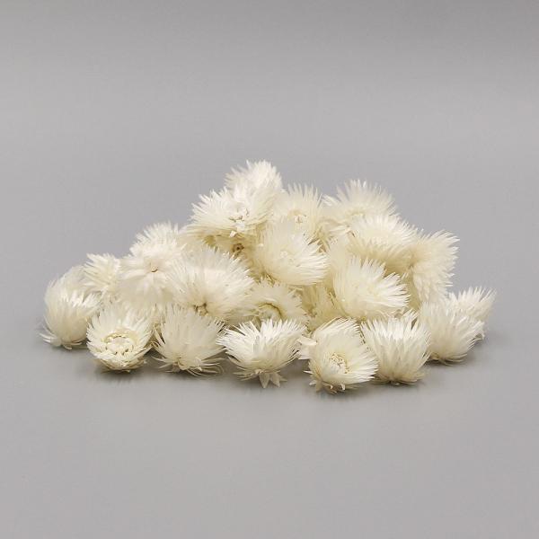 【商品仕様】花径約4~6cm1袋(約15g)南アフリカ産( allp5 )(10_dras)人気のシルバーデージーのヘッドタイプです。綺麗な花の形を生かして、リースやコサージュや髪飾り、レジンやアロマワックスサシェ、ハーバリウムなどさまざま...