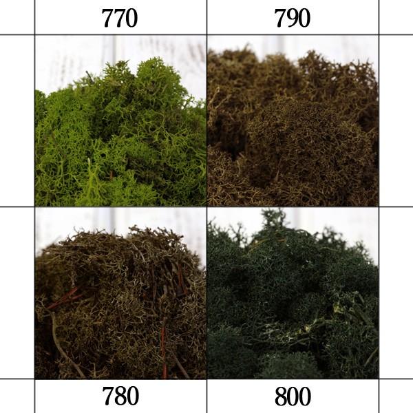 【内容量】約50g( allp5 )アレンジメントの花の足元に強いてフォームを隠したり、インテリアグリーンとしても使いやすいモス。※染色ムラで部分的に色が異なる箇所が混じります※松葉などが混じる場合がございます モス 苔 こけ 癒し 壁面 ...