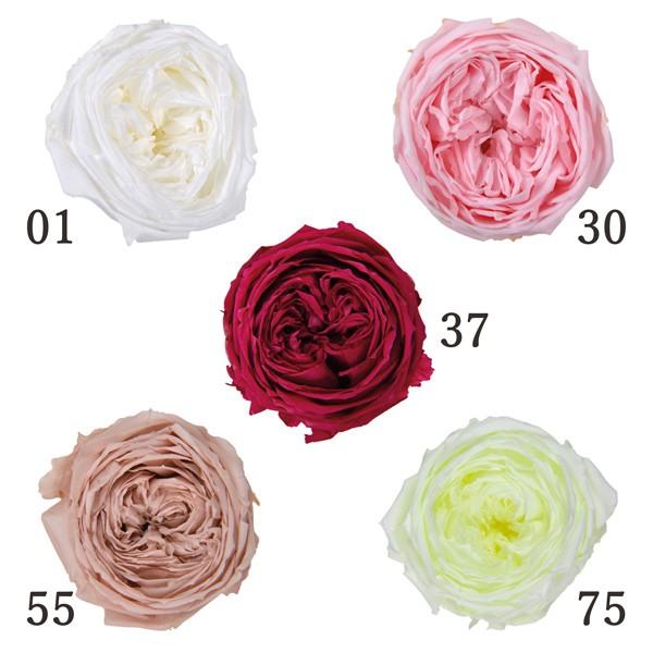 プリザーブドフラワー とりよせ品 Florever ガーデンローズ キャサリン 1箱8輪入り ローズ ハーバリウム プリザーブドローズ 花 Flr Fl504 造花ドライフラワー専門問屋花びし 通販 Yahoo ショッピング