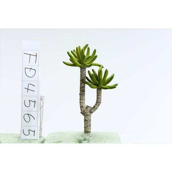 造花 グリーン 多肉植物 とりよせ品 アオエニウム フェイクグリーン