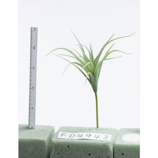  O[ A Ƃ悹i eBWA tFCNO[ [t CeA A 썑 gsJ GAvc TbJe p[c