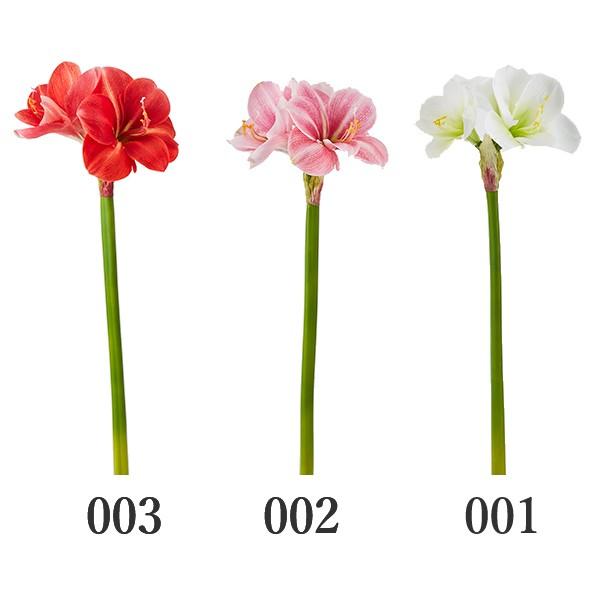 造花 とりよせ品 花びし アマリリス ヒッペアストラム ホンアマリリス インテリア インテリアフラワー フェイクフラワー シルクフラワー 春 Hnb P4840 造花ドライフラワー専門問屋花びし 通販 Yahoo ショッピング