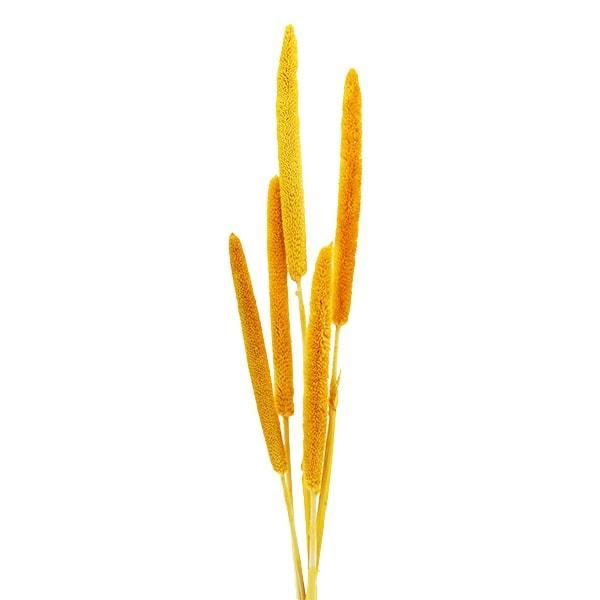 【商品仕様】内容量 ヘッド16~19cm/5本サイズ 約50~55cm【お伝えしたいこと】素材独自のにおいが強い商品です。風通しの良い場所にしばらく吊るしていただけると多少薄れてきますのでお試しください。( allp5 )器にそのまま入れる...