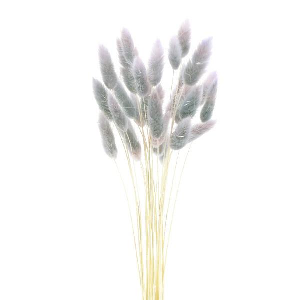 ドライフラワー 花材 即日出荷 GPラグラス ドライ グレー 穂 スワッグ