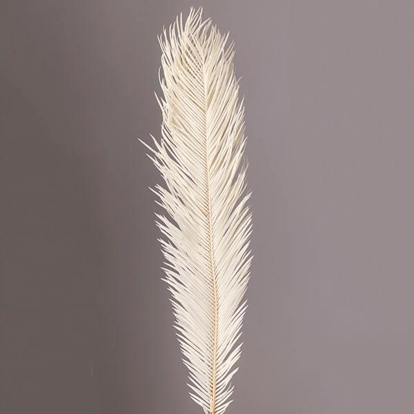 プリザーブドフラワー とりよせ品 大地農園 ソテツ オフホワイト 花材 素材 材料 ブーケ 花束 ディスプレイ ブライダル 白 グリーン 葉 Och 001 造花ドライフラワー専門問屋花びし 通販 Yahoo ショッピング