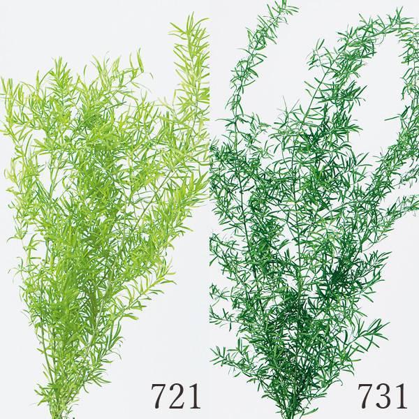 プリザーブドフラワー 花材 とりよせ品 大地農園 アスパラ スプリンゲリー グリーン リーフ 葉 プリザグリーン プリザーブドグリーン プリ 花 Och 造花ドライフラワー専門問屋花びし 通販 Yahoo ショッピング