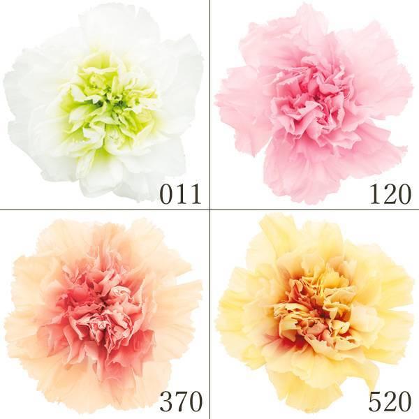 プリザーブドフラワー 花材 とりよせ品 カーネーション プリザーブドフラワー 花材 とりよせ品 カーネーション