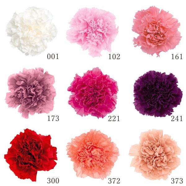 プリザーブドフラワー 花材 とりよせ品 カーネーション(1箱8輪 プリザーブドフラワー 花材 とりよせ品 カーネーション(1箱8輪