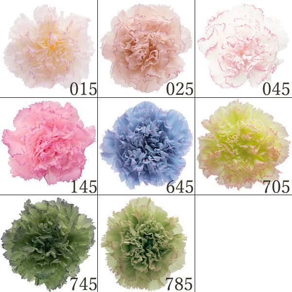 P5倍中 7/14 9:59まで】 プリザーブドフラワー 花材 とりよせ品