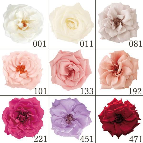 プリザーブドフラワー 花材 とりよせ品 フレンチマリアンヌ(1箱12輪