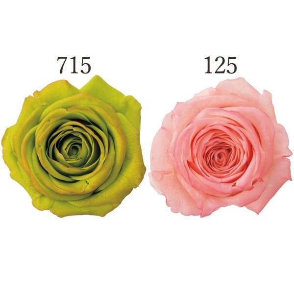 プリザーブドフラワー 花材 とりよせ品 大地農園 ローズ シフォン 大 はないろ ローズ ハーバリウム プリザーブドローズ プリ プリザーブド Och 造花ドライフラワー専門問屋花びし 通販 Yahoo ショッピング