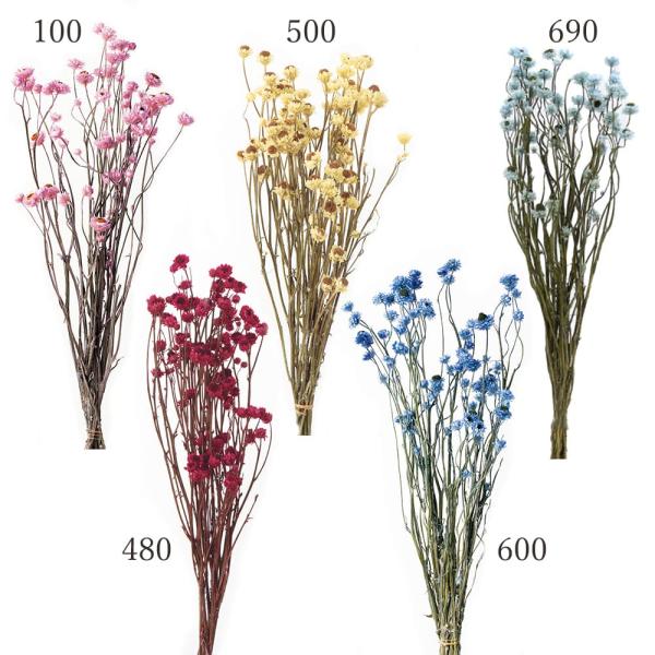 【商品サイズ】全長約40cm1束(約23g)( allp5 )(10_dras)(15_asoh)かわいらしいアンモビュームにカラーが加わりました。( rsn ) ドライ 自然素材 ナチュラルドライフラワー インテリア インテリアフラワー ...