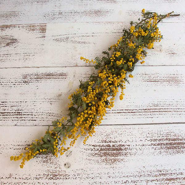 ドライフラワー 花材 とりよせ品 大地農園 ミモザ ナチュラル ドライ 自然素材 ナチュラルドライフラワー インテリア インテリアフラワー プリ Och 造花ドライフラワー専門問屋花びし 通販 Yahoo ショッピング