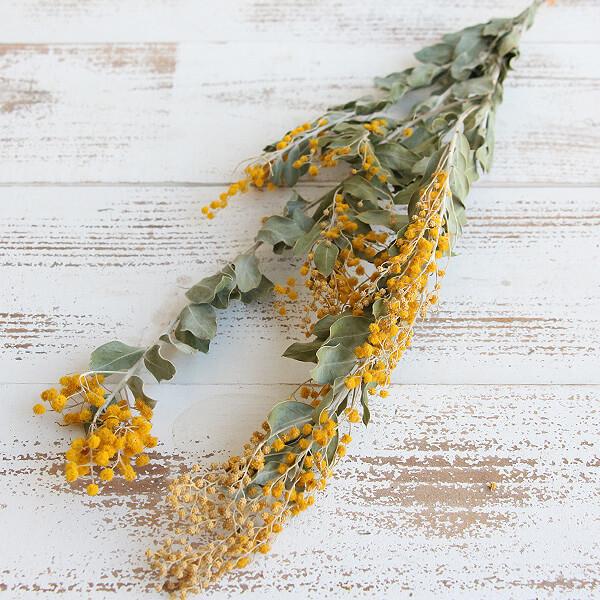 ドライフラワー とりよせ品 大地農園 ミモザ デニスボーデン N ドライ 自然素材 ナチュラルドライフラワー インテリア インテリアフラワー Och 109 造花ドライフラワー専門問屋花びし 通販 Yahoo ショッピング