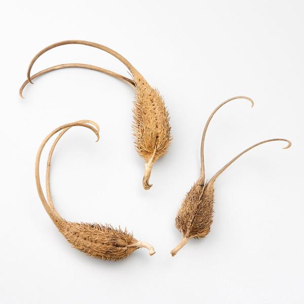 【商品仕様】全長：約10〜15cm1束3個入り【お伝えしたいこと】※木の実は自然素材の性質上、割れや欠け・潰れが含まれる場合があります。※染色加工していない商品のため、自然のままの黒っぽい色合いのものが入る場合がございます。( 2025SS...