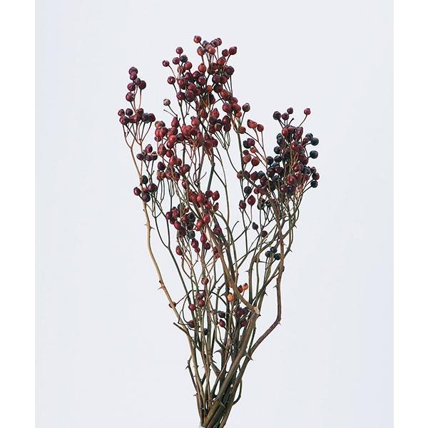 《ドライフラワー 花材》◆とりよせ品◆大地農園 野バラの実・トゲつき N 木の実 フルーツ 果実 ナッツ ドライ 自然素材 ドライフラワー プリ 花