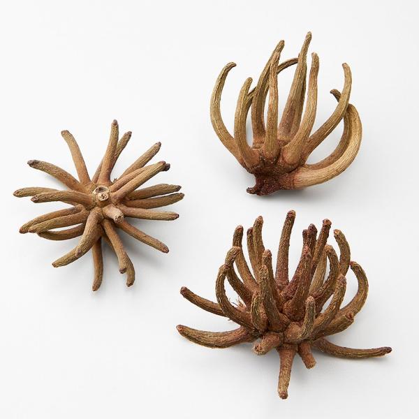 【商品仕様】サイズ：約6〜10cm1袋3個入り【お伝えしたいこと】※木の実は自然素材の性質上、割れや欠け・潰れが含まれる場合があります。( 2025SS )( allp5 )( 15_asoh ) 花材 素材 材料 パーツ 実 ユーカリ ス...