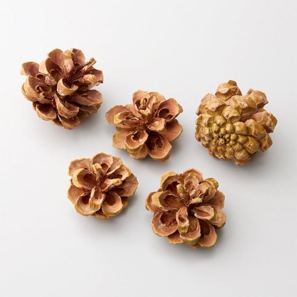 【商品仕様】全長約5〜8cm1袋8個入り【お伝えしたいこと】※木の実は自然素材の性質上、割れや欠け・潰れが含まれる場合があります。※裏面の緑色は素材そのものの色になります。※松ヤニが出ている場合があります。( 2025AW )( allp5...