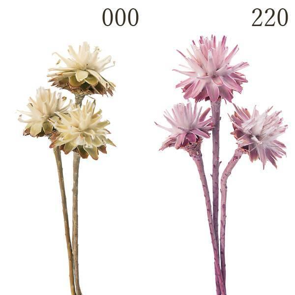 hCt[ ԍ Ƃ悹i X^[R[Xet (13{) ؂̎ t[c ʎ ibc hC Rf hCt[ CeA n_