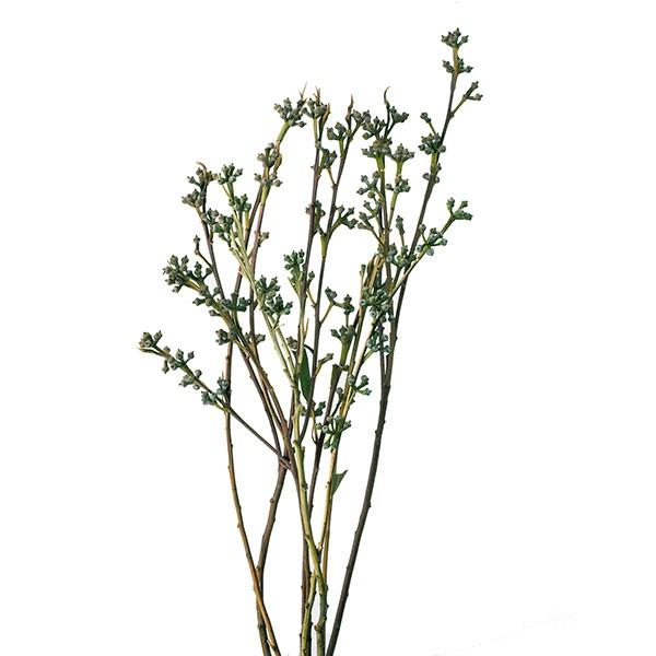 ドライフラワー とりよせ品 大地農園 ユーカリ ポポラス N Och 造花ドライフラワー専門問屋花びし 通販 Yahoo ショッピング