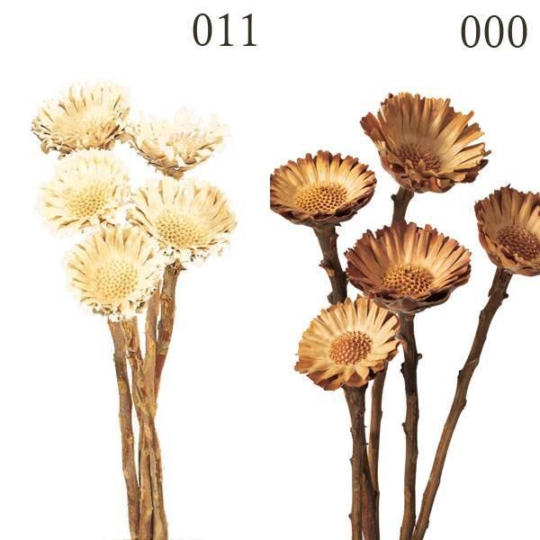 ドライフラワー 花材 とりよせ品 大地農園 コンパクター ドライ 自然素材 ナチュラルドライフラワー インテリア インテリアフラワー プリ 封入 Och 造花ドライフラワー専門問屋花びし 通販 Yahoo ショッピング
