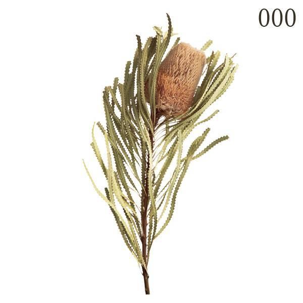 ドライフラワー 花材 とりよせ品 大地農園 バンクシャ フーケリアーナ バンクシア ワイルドフラワー N ドライ 自然素材 インテリア プリ 花 Och Pv1 造花ドライフラワー専門問屋花びし 通販 Yahoo ショッピング