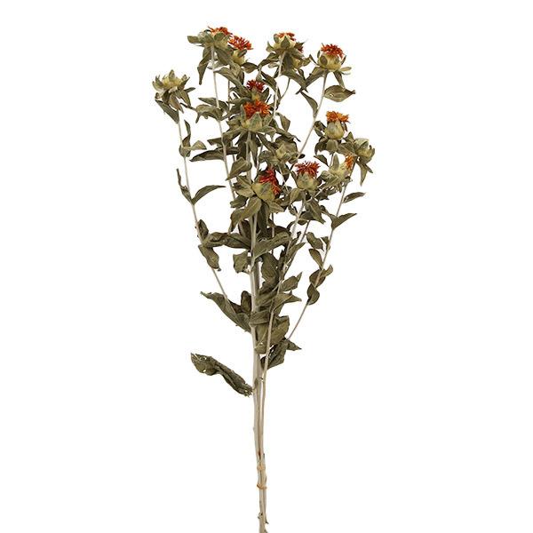 ドライフラワー 花材 とりよせ品 大地農園 紅花 N ドライ 自然素材 ナチュラルドライフラワー インテリア インテリアフラワー プリ プリザ Och 402 造花ドライフラワー専門問屋花びし 通販 Yahoo ショッピング