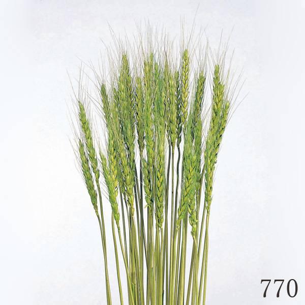 【商品仕様】全長約65~70cm1束約40本( allp5 )(10_dras)(15_asoh)すっきりと高さやボリュームを出せるカラードライです。 自然素材 ナチュラルドライフラワー インテリア インテリアフラワー フワフワ パンパス系...