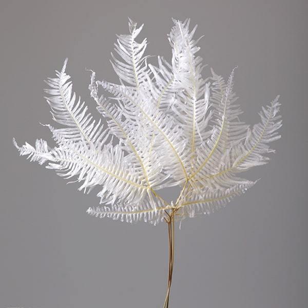 プリザーブドフラワー 花材 とりよせ品 大地農園 山シダ 特大 白 グリーン リーフ 葉 プリザグリーン プリザーブドグリーン ハーバリウム 花 Och 造花ドライフラワー専門問屋花びし 通販 Yahoo ショッピング