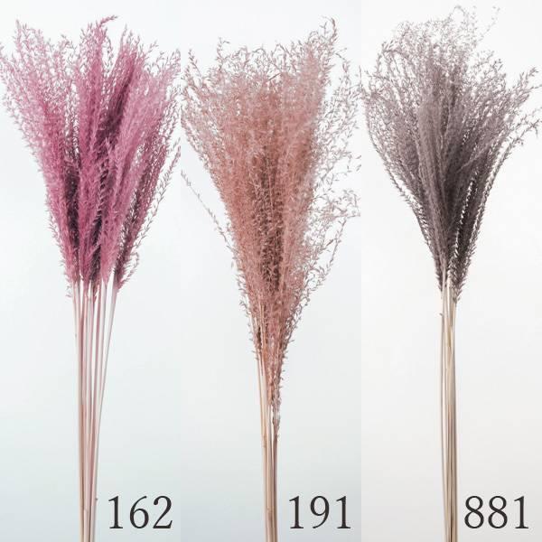 ドライフラワー 花材 とりよせ品 大地農園 ススキ パンパス系 インテリア ディスプレイ ふわふわ フワフワ かわいい おしゃれ ドライ プリ Och 造花ドライフラワー専門問屋花びし 通販 Yahoo ショッピング