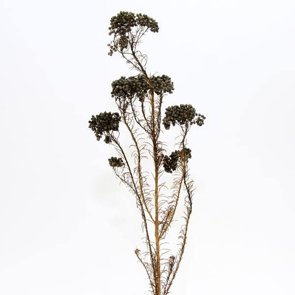 ドライフラワー 花材 即日出荷 アスカ ライスフラワー グレイッシュグリーン プリザーブドフラワー 花材 材料 リース ブーケ 手作り スワッグ Sas An 052g 造花ドライフラワー専門問屋花びし 通販 Yahoo ショッピング