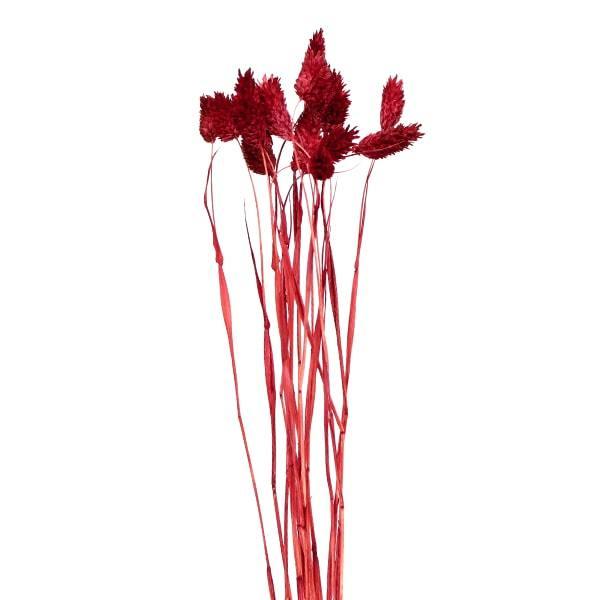 【商品仕様】全長約45cm【お伝えしたいこと】※花材を入れている袋にしわが入っている場合があります。( allp5 )(10_dras)( 15_asoh )( dryear )江戸時代にカナリアの餌として輸入されたのがその名の由来。可愛ら...