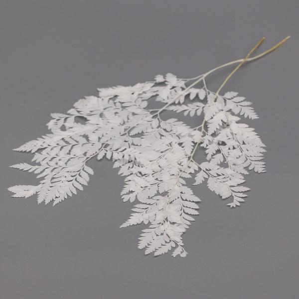 ドライフラワー 花材》☆即日出荷☆アスカ レザーファーン リーフ ... ドライフラワー 花材》☆即日出荷☆アスカ レザーファーン リーフ ...