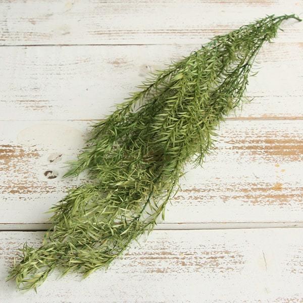 毎回完売 アリウムドライフラワー グリーン 独創的 Scarboroughattorneys Com