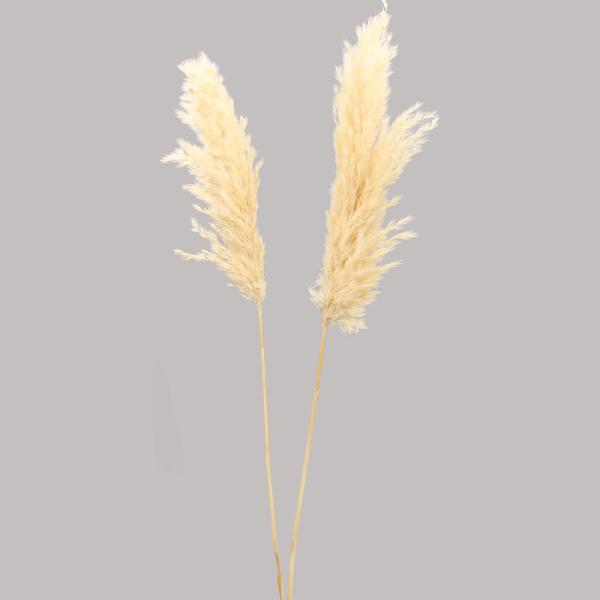 【商品仕様】全長 約80cm2本(1束)【お伝えしたいこと】※花材を入れている袋にしわが入っている場合があります。※ドライ加工した商品の特性上、穂が落ちやすくなっております。ヘアスプレーや当店で取り扱っているネオ・ルシールを使っていただくと...