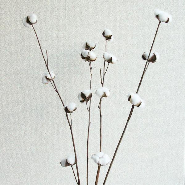 ドライフラワー 花材 即日出荷 Rmコットンスティック 4本 実が取れやすい商品です 綿 綿花 ワタ コットン ナチュラル シンプル 花材 Sfy 造花ドライフラワー専門問屋花びし 通販 Yahoo ショッピング