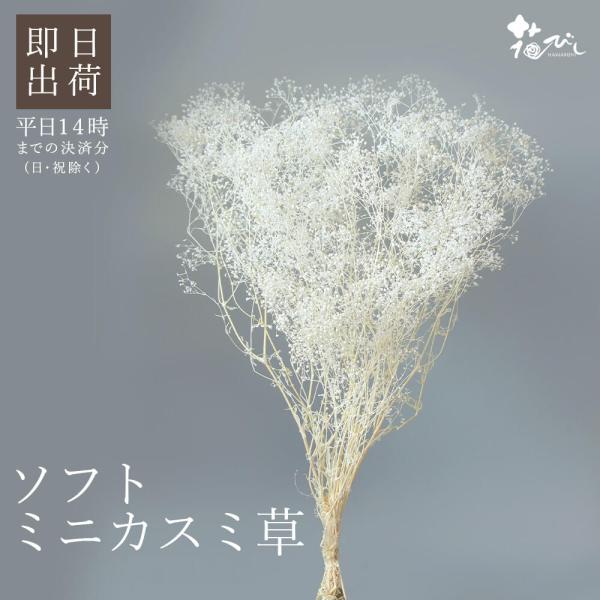 プリザーブドフラワー 花材 即日出荷 大地農園 ソフトミニカスミ草 白 ドライフラワー かすみ カスミ カスミ草 ミニカスミ 花 ブーケ 白 卸 Soh 010 造花ドライフラワー専門問屋花びし 通販 Yahoo ショッピング