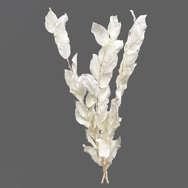 プリザーブドフラワー 即日出荷 大地農園 グミ オフホワイト 葉 リーフ プリザーブドフラワー スワッグ ブーケ ドライフラワー プリザ 花 Soh 011 造花ドライフラワー専門問屋花びし 通販 Yahoo ショッピング