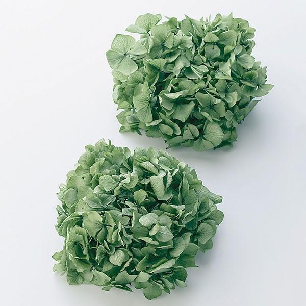 プリザーブドフラワー 即日出荷 大地農園 セイヨウアジサイ ヘッド ミストグリーン あじさい 紫陽花 プリザ 花材 材料 Soh 000 771 造花ドライフラワー専門問屋花びし 通販 Yahoo ショッピング