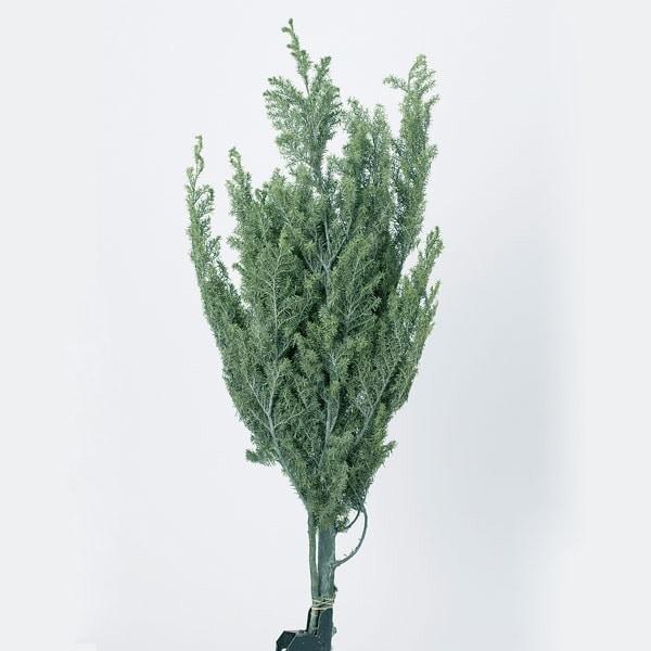 【商品サイズ】全長約60cm約150g※こちらは防虫加工商品です。※より自然な風合いを出すため、パウダー加工をしています。( allp5 )(10_dras)( 15_asoh )より自然な風合いを出すためにパウダー加工をしたヒムロスギです...