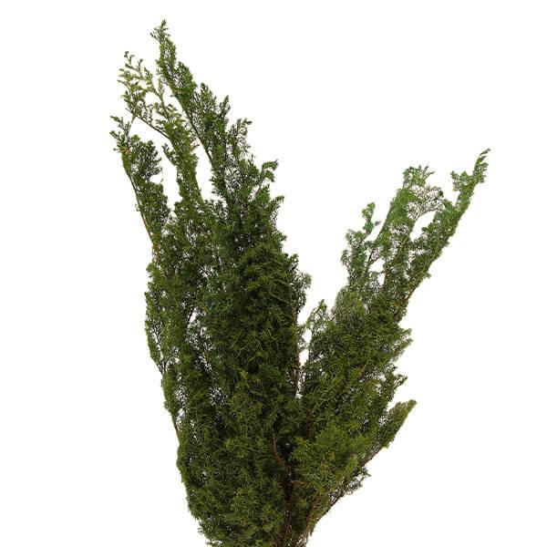 【商品情報】全長約60cm(約150g入り)【お伝えしたいこと】植物の生育状態や染色時の気温や湿度等により、商品の色味に差が生じます。黄色がかったような混ざったような色でお届けする場合があります。( allp5 )(10_dras)( 15...